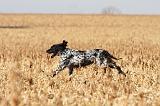 SETTER ANGLAIS 104